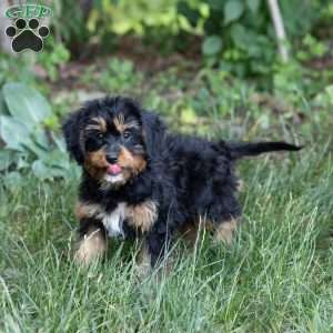 Gail, Bernedoodle-Munchkin Puppy